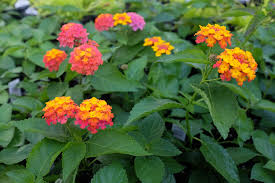 Lantana