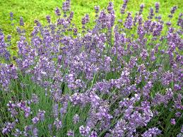Lavandula intermedia