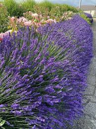 Lavender