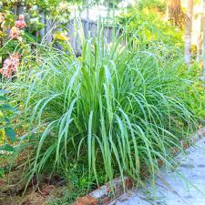 Lemongrass