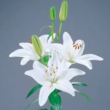 2G Lillium Sempione
