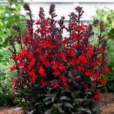 Lobelia cardinalis