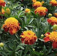 Marigolds
