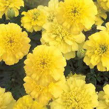 Marigolds