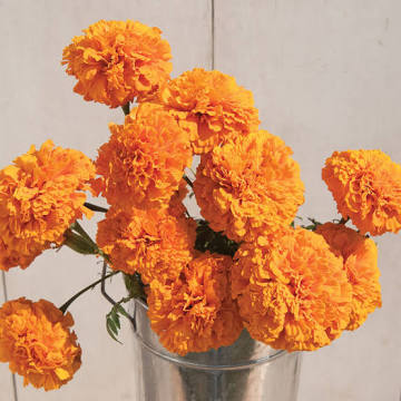 Marigolds