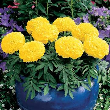 Marigolds