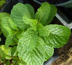 Mint, KY colonel