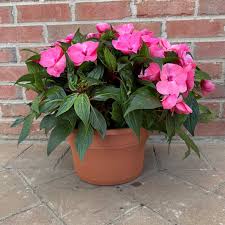New Guinea Impatiens