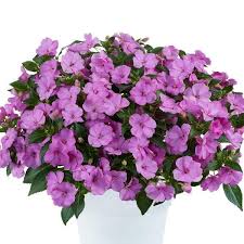 New Guinea Impatiens