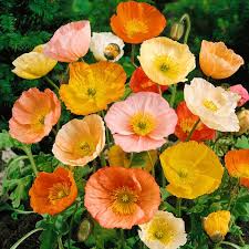 Papaver