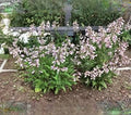 1NATV Penstemon