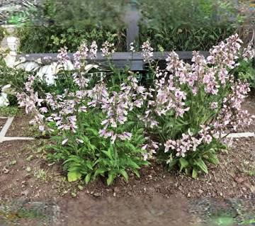 1NATV Penstemon