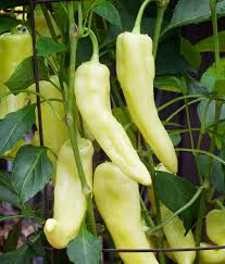 Sweet Banana/ Italian Fryer