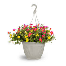 Portulaca