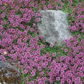 Thyme