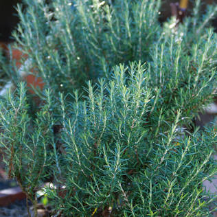 Rosemary