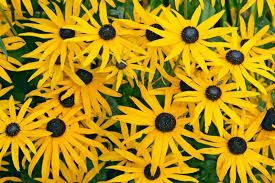 Rudbeckia fulgida sullivantii