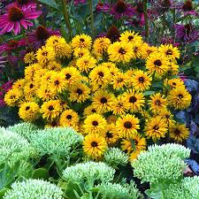 Rudbeckia fulgida