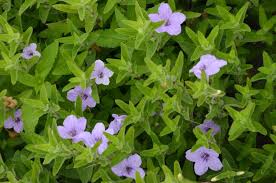1NATV Rellia Humilis