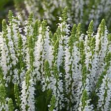 Salvia nemorosa