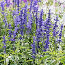 Salvia
