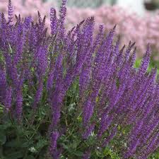 Salvia x sylvestris