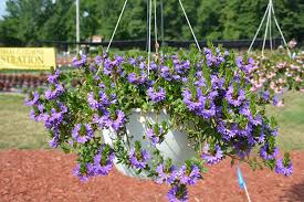 scaevola