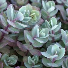 Sedum