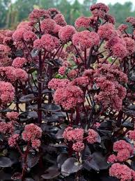 Sedum