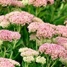 Sedum spectabile