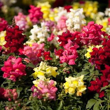 Snapdragon