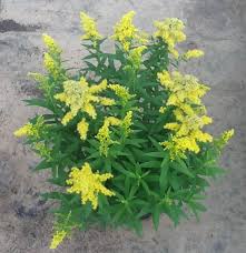 Solidago hybrid