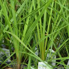 Spikes-GREEN