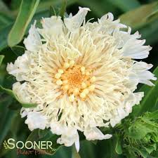 Stokesia laevis