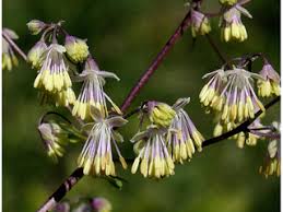 1NATV Thalictrum Dasycarpum