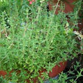 Thyme