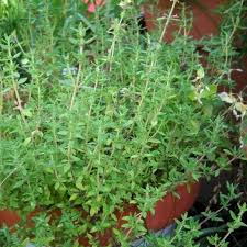 Thyme