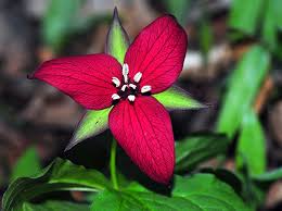 Trillium