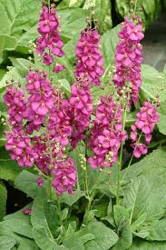 Verbascum