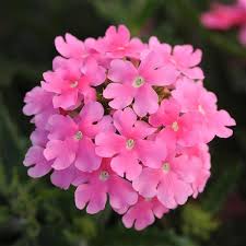 Verbena