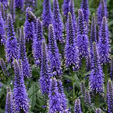 Veronica hybrida