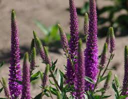 Veronica hybrida