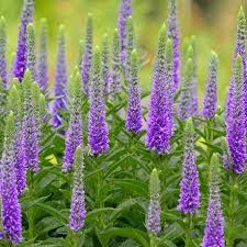 Veronica hybrida