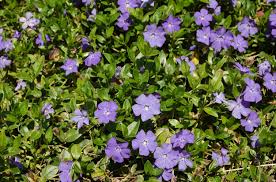 Vinca