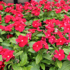 Vinca