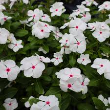 Vinca