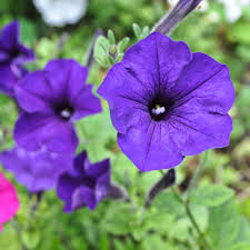 Wave Petunia