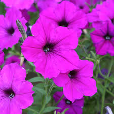 Wave Petunia