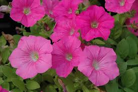 Wave Petunia