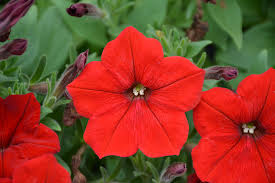 Wave Petunia